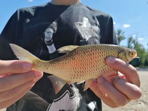Roach