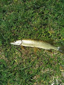 Northern Pike