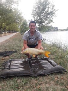 Common Carp