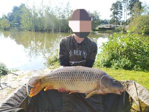 Common Carp