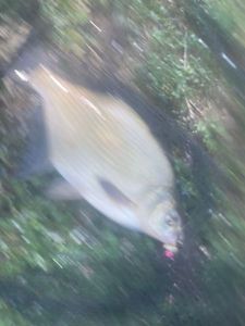 Common Bream