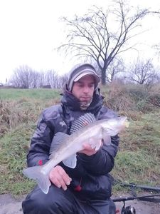 Zander