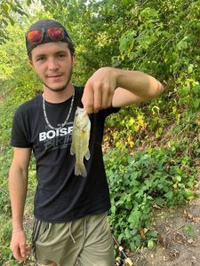 Largemouth Bass