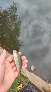 European Perch
