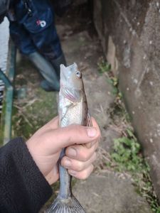 Zander