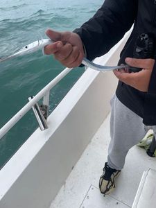 Garfish