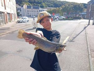 Brown Trout