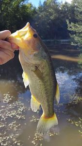Largemouth Bass