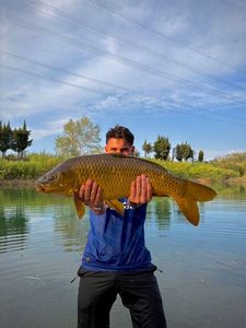 Common Carp