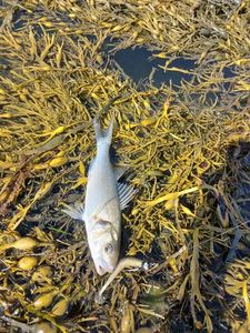 European Bass (Seabass)