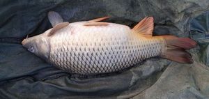 Common Carp