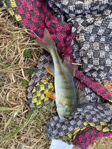 European Perch