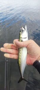 Mackerel