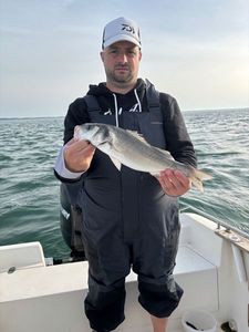 European Bass (Seabass)
