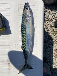 Mackerel