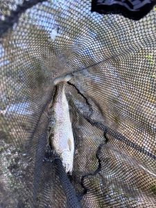 Rainbow Trout
