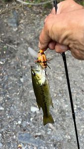 Largemouth Bass