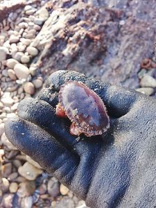 Brown Crab