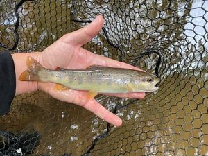 Brown Trout