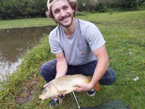 Common Carp