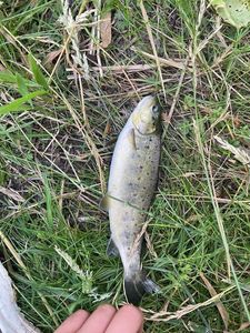 Brown Trout