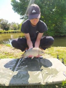 Crucian Carp