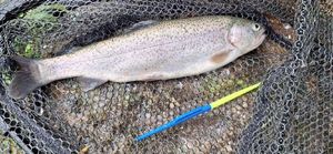Rainbow Trout