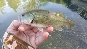 Largemouth Bass