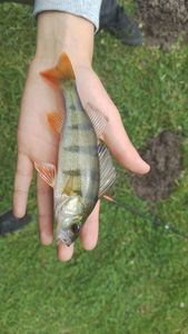 European Perch