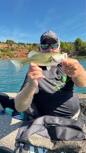 Largemouth Bass