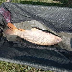 Leather Carp