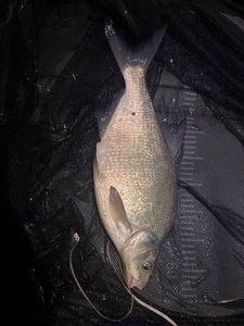 Common Bream
