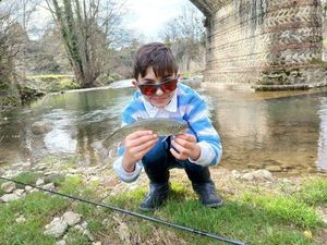 Brown Trout