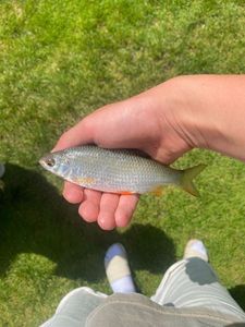 Roach