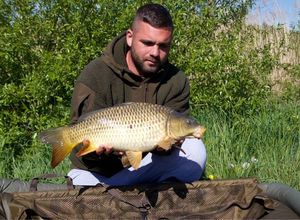 Common Carp