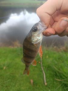Yellow Perch