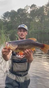 Largemouth Bass