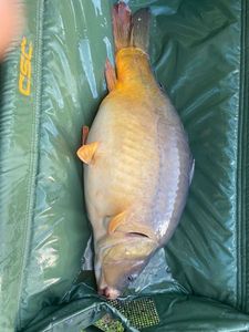Mirror Carp
