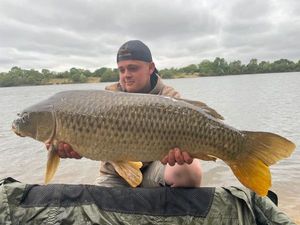 Common Carp
