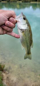 Smallmouth Bass