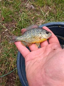 Pumpkinseed