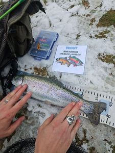 Rainbow Trout