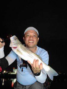 Japanese Seabass (Suzuki)
