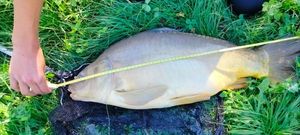 Mirror Carp
