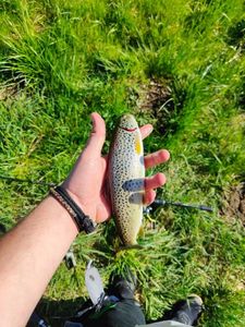 Brown Trout