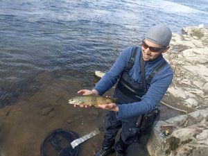 Brown Trout