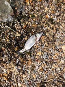 European Bass (Seabass)