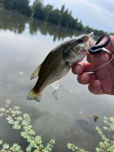 Largemouth Bass