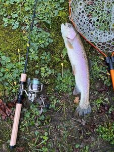 Rainbow Trout
