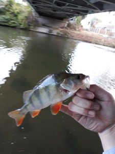 European Perch